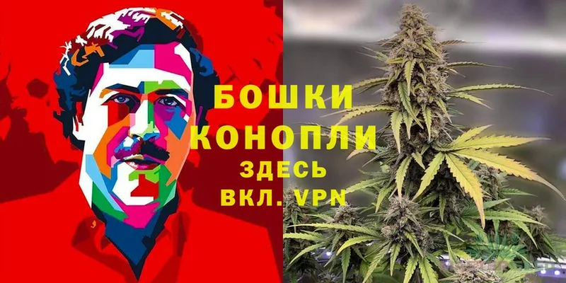 где найти   Малая Вишера  Канабис White Widow 